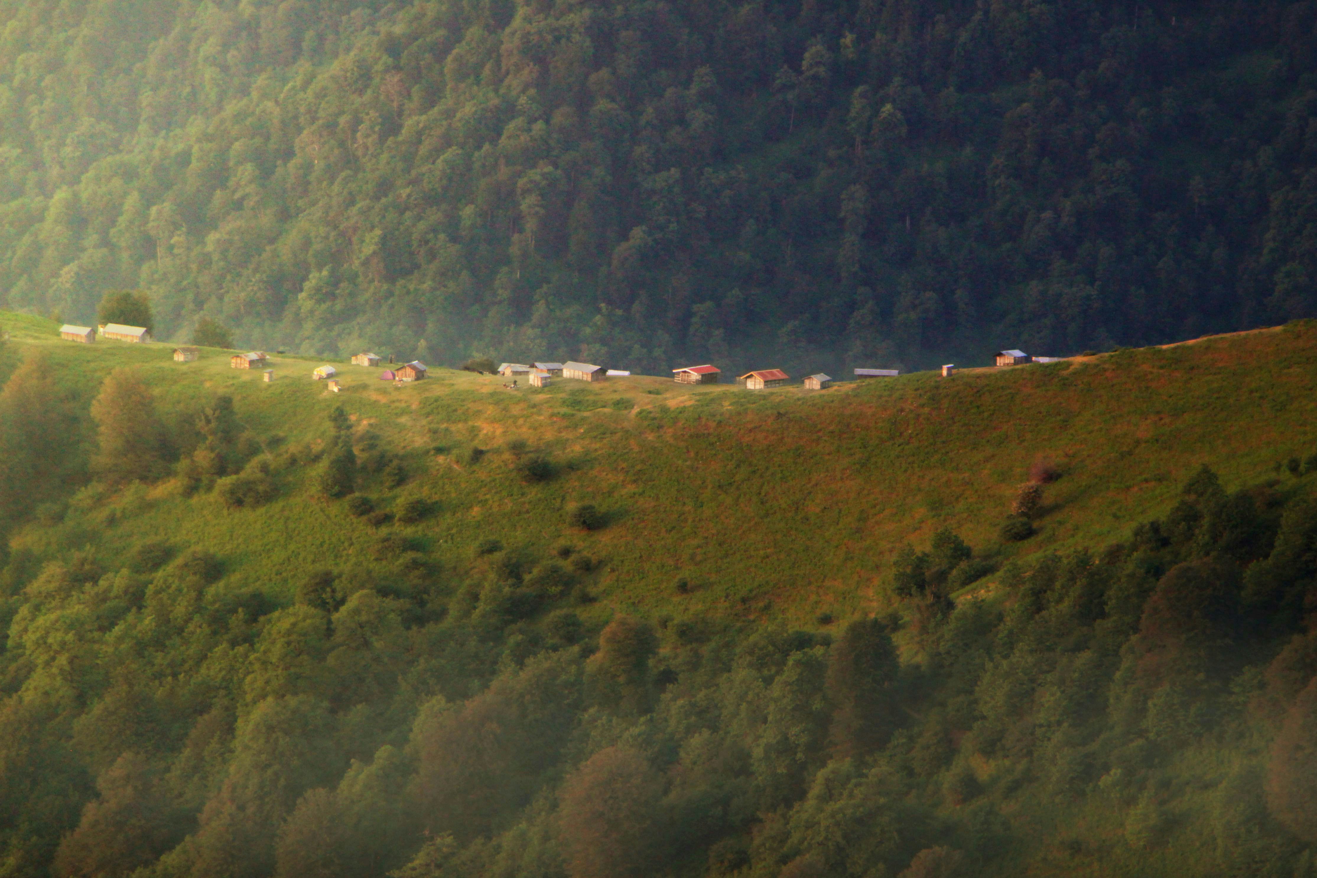 green trees on mountain during daytime